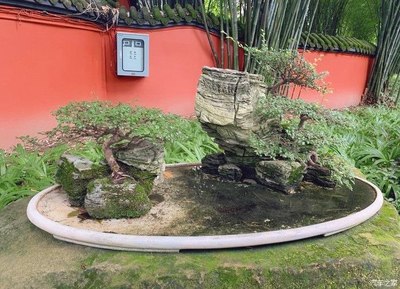 小風(fēng)帶你欣賞自然景觀(guān)的藝術(shù)品——盆景景觀(guān)藝術(shù)